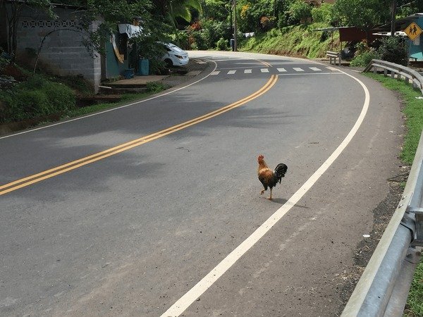 Best chicken road 2 in Spain