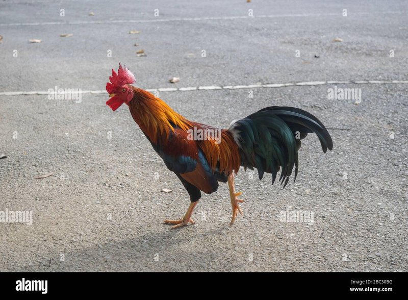 Guide to chicken road casino