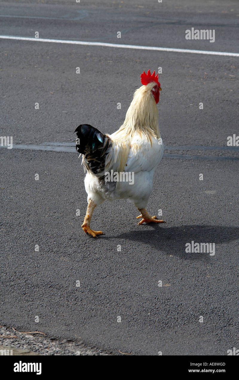 Entdecken Sie die Spannende Welt des Chicken Road Slots in Deutschland - overview